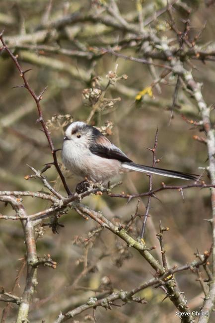 Long-tailed-tit