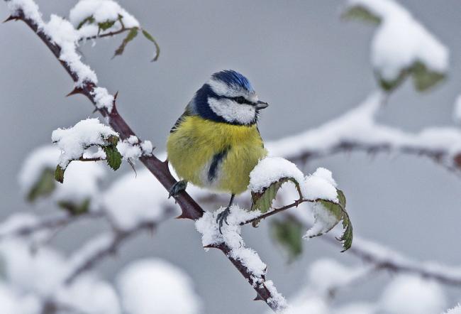 Blue-tit