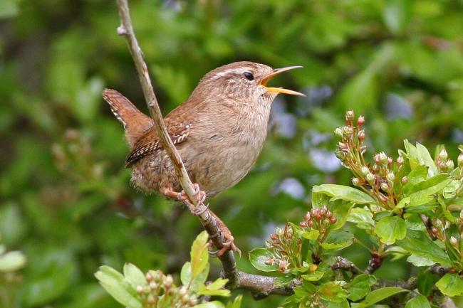 Wren