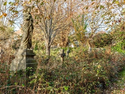 Photograph showing the brambles at the start of the project