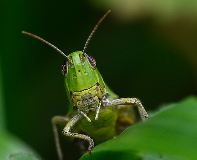 Meadow Grasshopper, Chorthippus parallelus, Heene Cemetery, August 2025