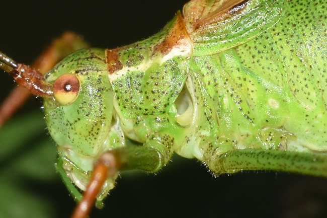 Speckled Bush-cricket, Heene Cemetery, lae August 2025, clearly showing the outer ear. (Photo credit: Stuart MA Ball.)