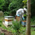 What’s causing a buzz in Heene