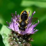 Surveying and recording our natural world