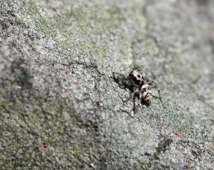 This small spider is about half a centimetre in length. It is pale grey in colour, hairy and has dark triangular markings.