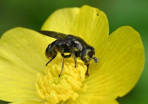 The Lesser Bulb Fly is a small, dark hoverfly that is no longer than 6.5 millimetres in length.