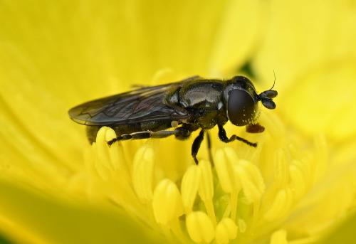 The Lesser Bulb Fly is a small, dark hoverfly that is no longer than 6.5 millimetres in length.