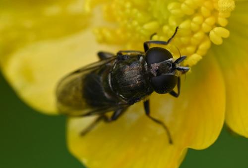 The Lesser Bulb Fly is a small, dark hoverfly that is no longer than 6.5 millimetres in length.