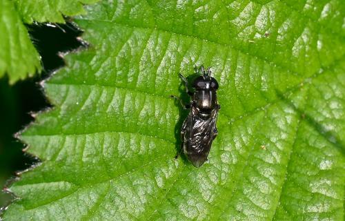 Note the enlarged hind femur of this small, black hoverfly.