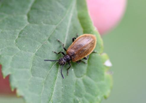 Lagria hirta is a small beetle that is notably bristly.