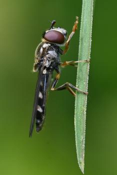 This hoverfly is one of the sub-family Platycheirus scutatus.