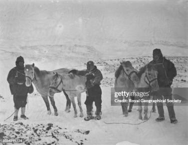 Image of Shackleton's ponies