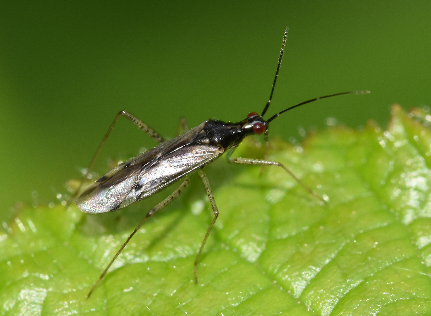 Capsid bug - unnamed 9 | Friends of Heene Cemetery