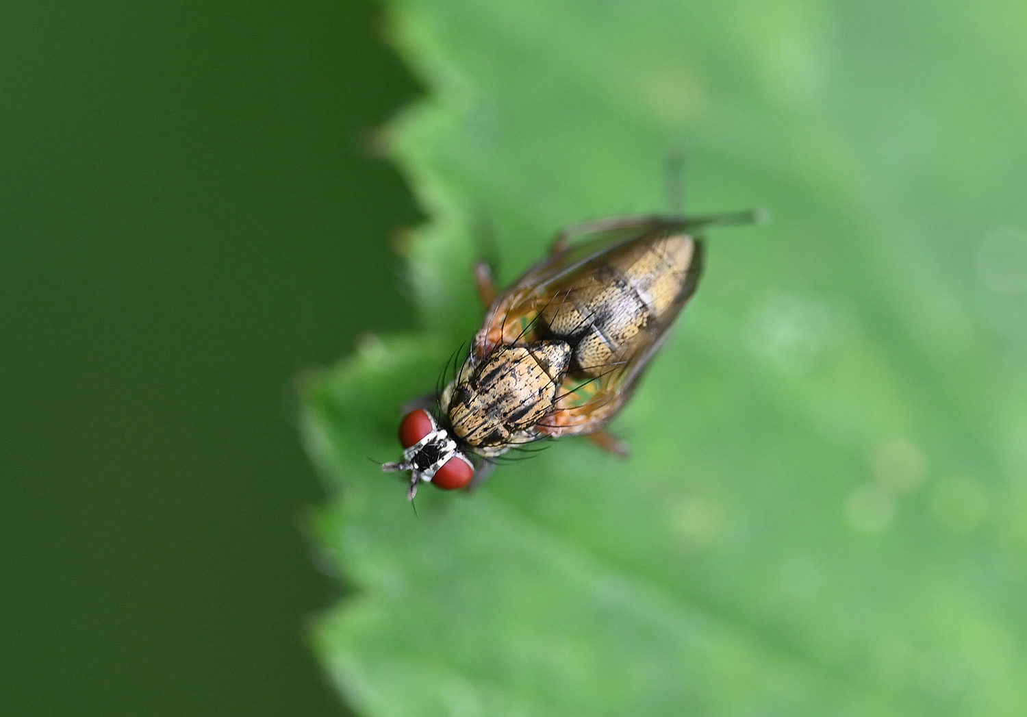 Housefly - unnamed 4 | Friends of Heene Cemetery