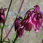 Columbine