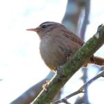 Wren
