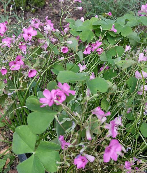 Pink Sorrel, Heene Cemetery, October 2025.