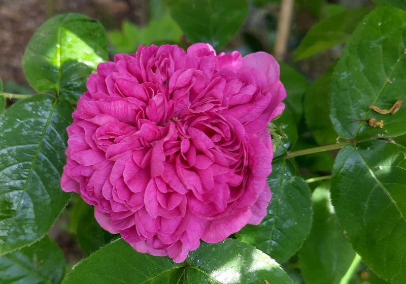 Rose de Rescht is an old rose cultivar, a Damask rose (an old group said to have been brought to Europe from the Middle East by the Crusaders).