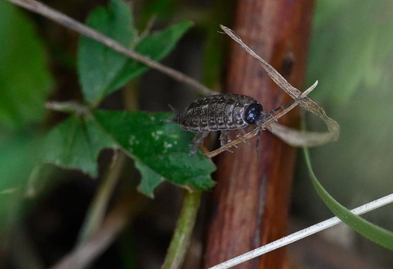 Adult Common Striped Woodlice are grey-brown, with a dark head and a dorsal stripe.