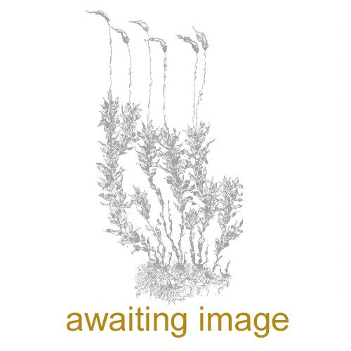 Generic moss image