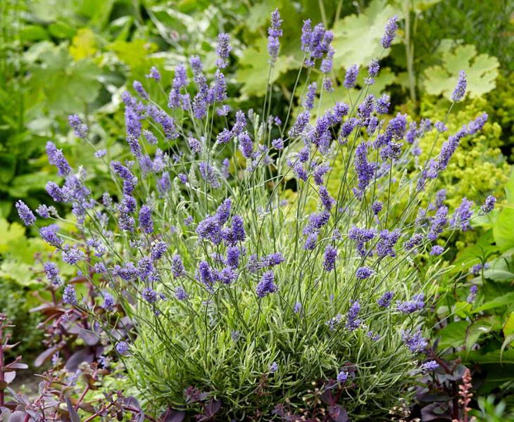Lavender augustifolia 'Platinum Blonde'.