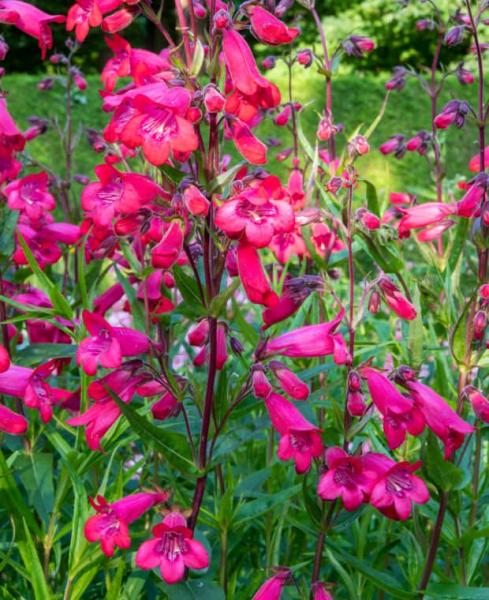 Penstemon 'Firebird' courtesy of Hayloft Plants.