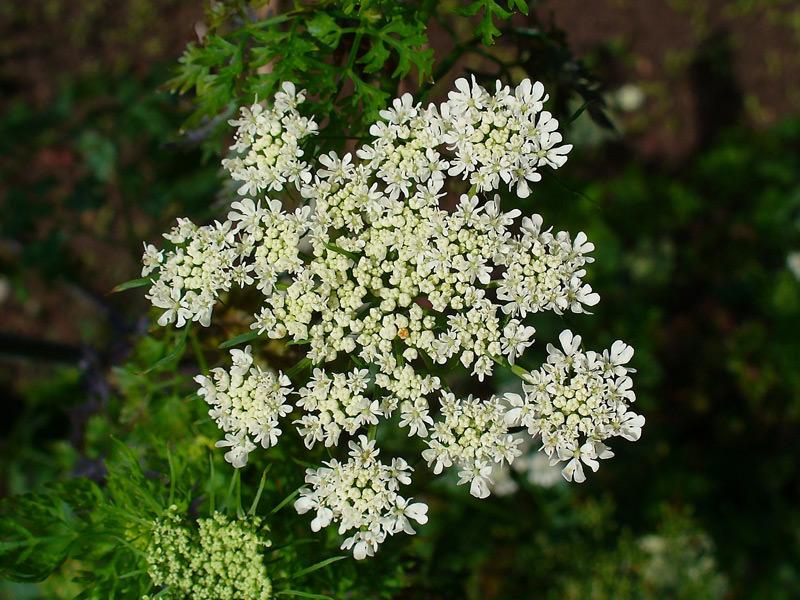 Fool's Parsley