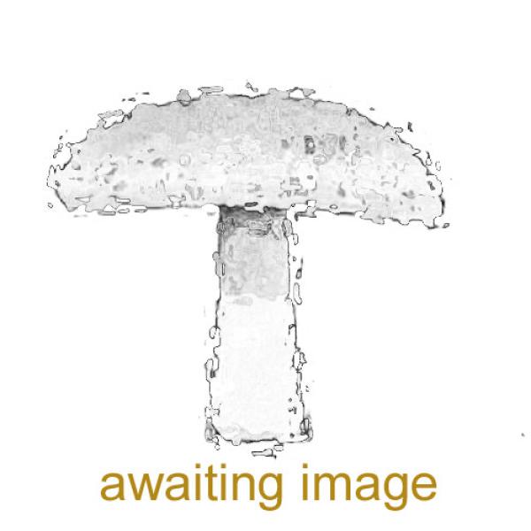 The Girdled Knight has a finely scaly grey or grey-brown cap with a distinct ring on the stem. It has unusually narrow oval spores. It is usually associated with willows.