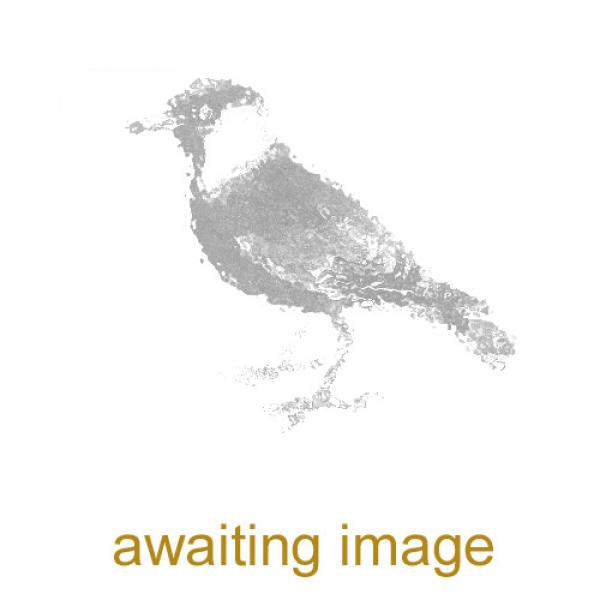 Jackdaws are foragers that both walk and hop.