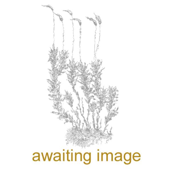 The short stems bear dense clusters of oblong-elliptic leaves with a sharp tip.