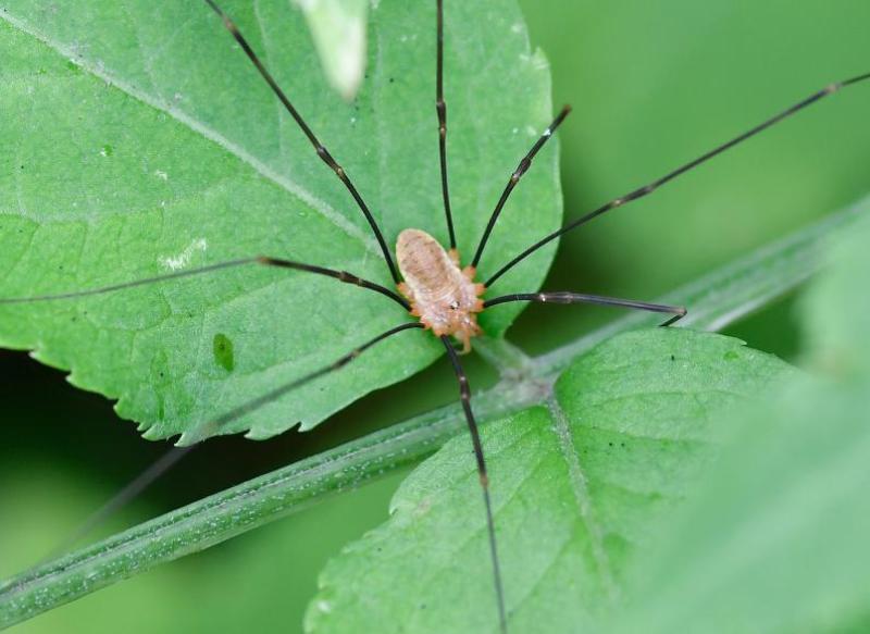  These daddy longlegs are found in gardens and around houses.