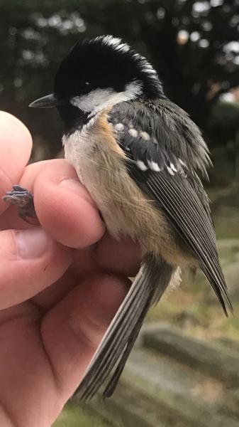 The slender bill of the Coal Tit means it is better suited to feeding in conifers.