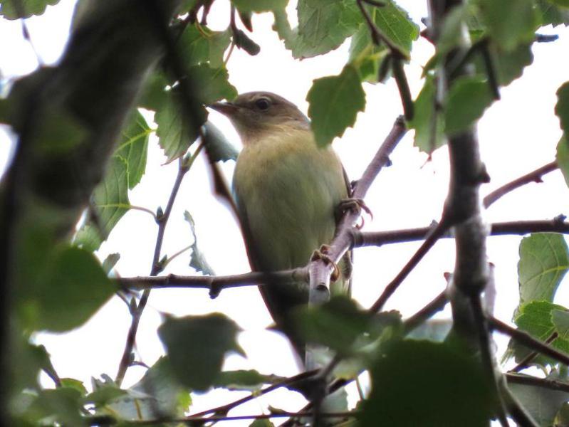 The Garden Warbler has rather featureless plumage. It prefers to spend time in deep cover in trees and bushes.