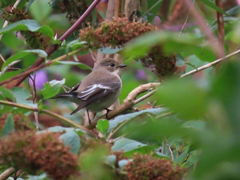 The Pied Flycatcher is a striking bird in its breeding phase with brighter and darker-coloured plumage than at other times.