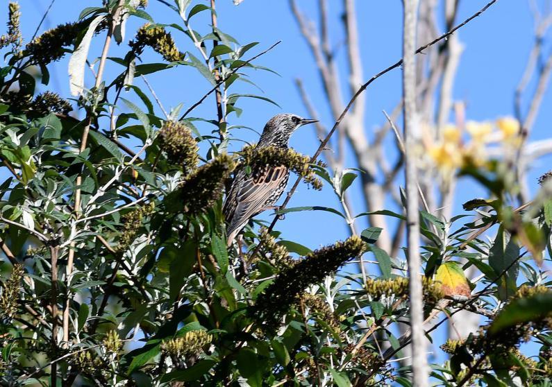 The elusive and skittish Starling is a gregarious bird.
