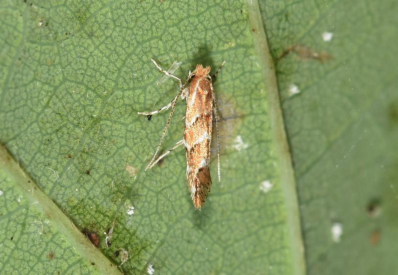 The caterpillars and/or larvae of this small moth are destructive of Horse Chestnuts (Aesculus hippocastanum) (and some maples and sycamores (Acer pseudoplatanus)).