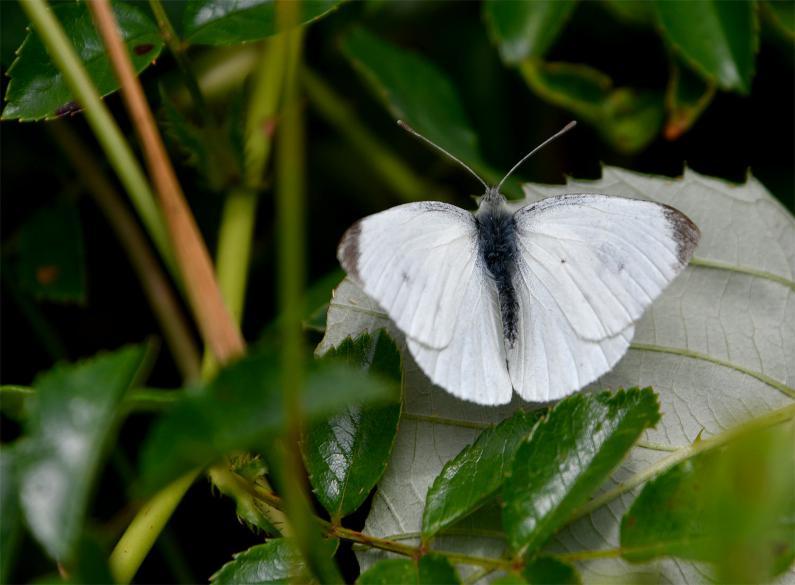 This Small White seems large when viewed close up and it's true that telling a Small White from a Large White is not easy. 