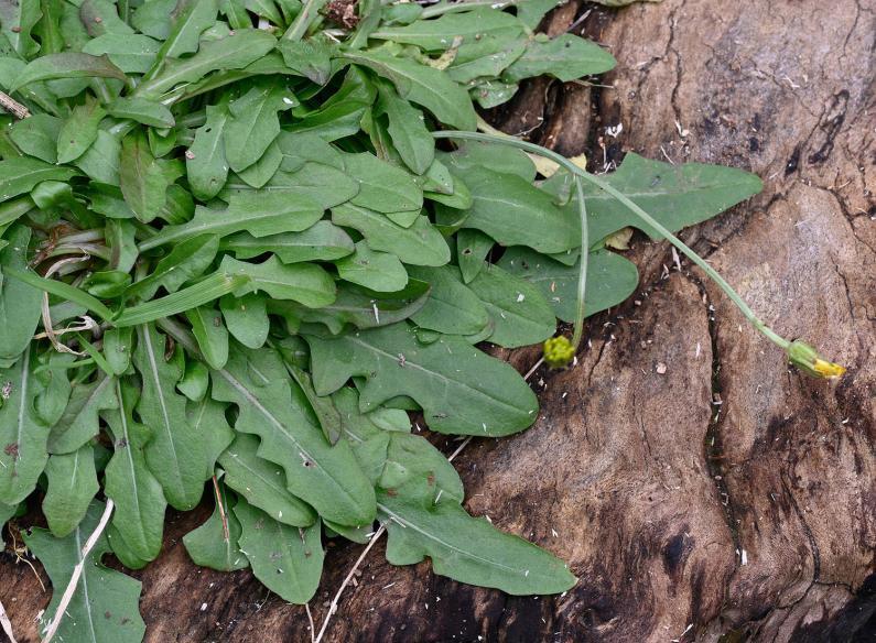 Autumn Hawkbit usually flowers in the autumn, but is seen here starting to flower in January.