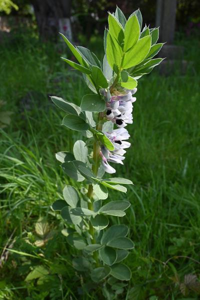 The Broad Bean is an upright plant about a metre tall. It produces large white flowers that have dark purple markings.