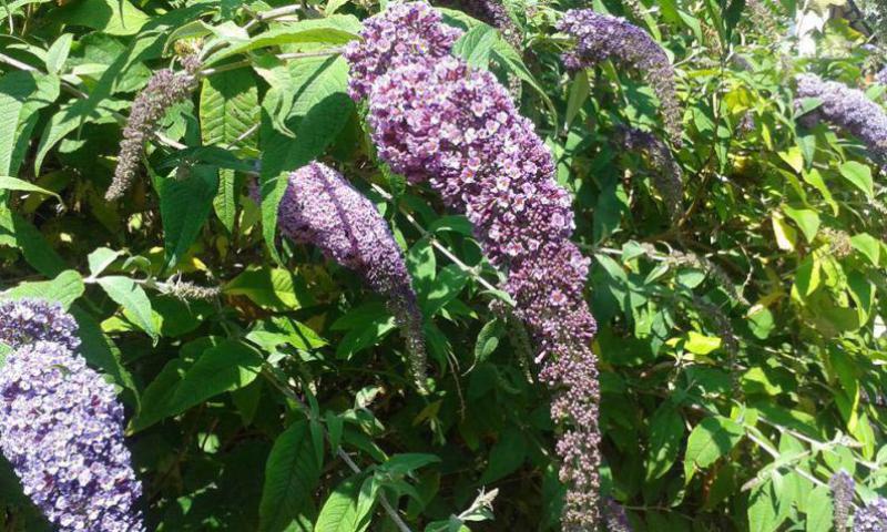 The Butterfly Bush or buddleia is appropriately named as it is a good source of nectar for butterflies.
