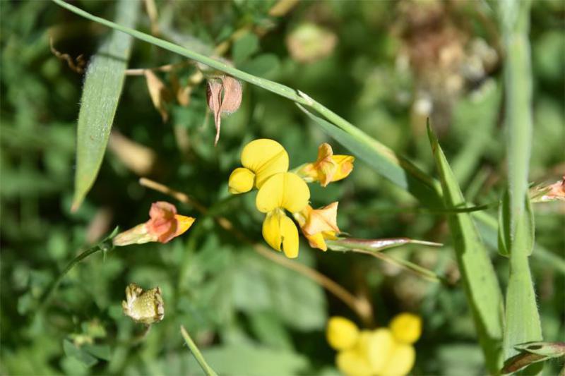 Common Bird's-foot-trefoil flowers from May, and the straight fruit pods resemble a bird's foot. 