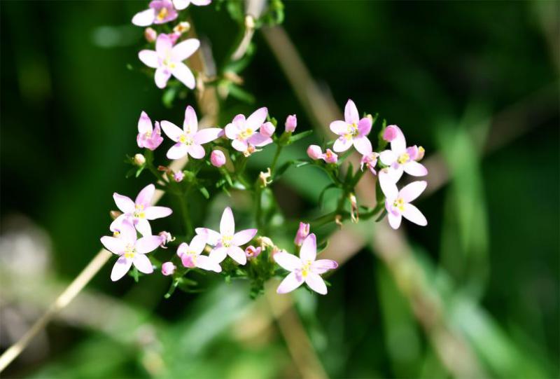 Common Centaury is a slender plant that supports flat clusters of delicate, pink flowers each of which has five petals.