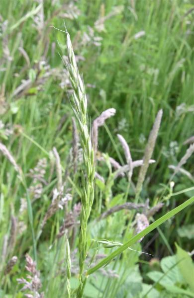 False-brome is a shade-loving tufted perennial, with lax leaves. It is native, and flowers from July.
