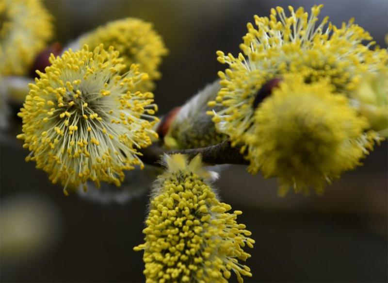 Male and female flowers of the Goat Willow are specific to individual trees. Male catkins ripen with a yellow pollen.