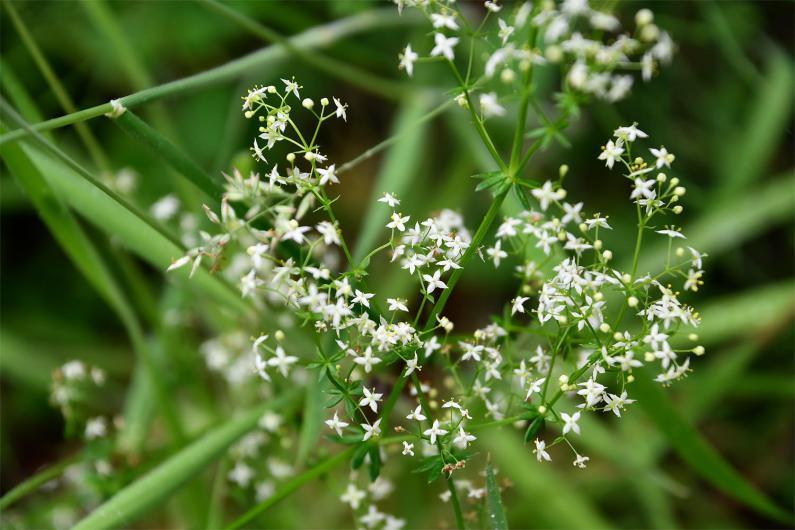 Hedge Bedstraw -sometimes called "false baby's breath" - flowers from June to September.