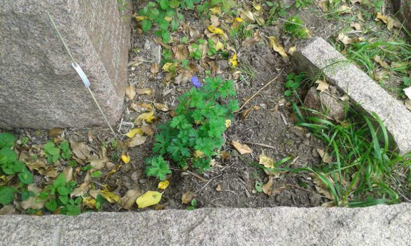 The Meadow Crane's-bill has striking blue-violet flowers that appear in June.