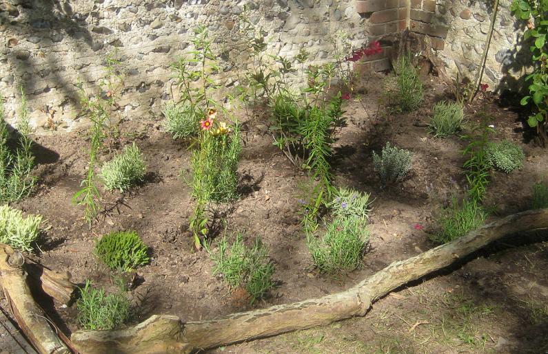 Lavender augustifolia 'Platinum Blonde', Heene Cemetery Memorial Garden planting, October 2025.