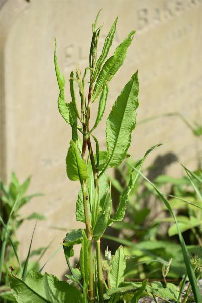 The red-veined leaves of Wood Dock are characteristic, although not always present. 