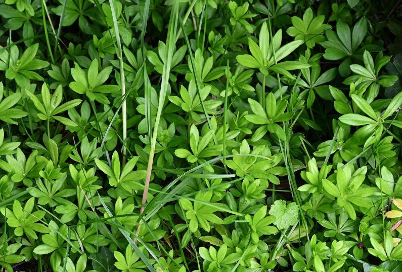 Woodruff - or Sweet Woodruff - is a perennial that forms a mat of hairless plants.
