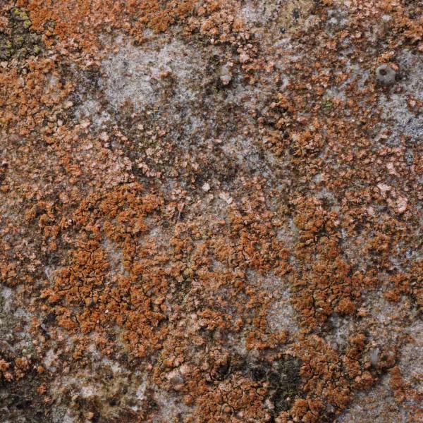 Belonia nidarosiensis is often found on vertical, shaded limestone surfaces.